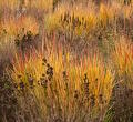 Panicum virgatum Reh Braun