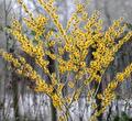 Hamamelis Witch hazel