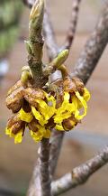 Hamamelis intermedia