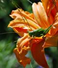 Hemerocallis