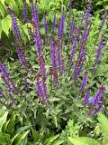 Salvia nemorosa Caradonna