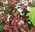 Heptacodium miconioides  ( Zeven zonenboom ) 