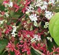 Heptacodium miconioides ( Zevenzonen boom )