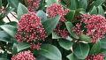 skimmia
