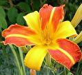 Hemerocallis Frans Hals