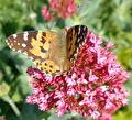 Distelvlinder op de Centranthus ( Spoorbloem )