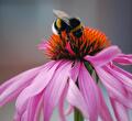 Hommel op de Echinacea 
