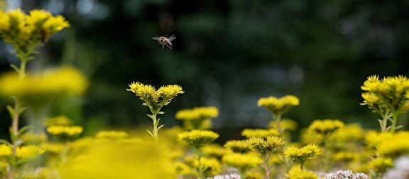 Sedum
