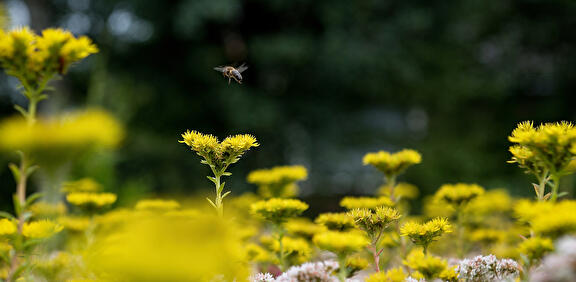 Sedum
