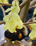 Hommel onder de Corylopsis