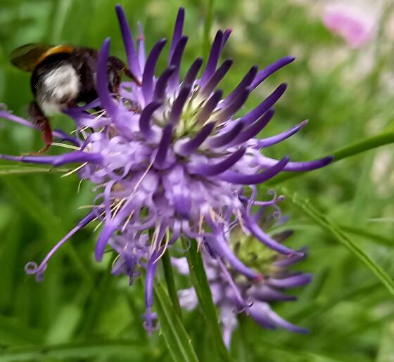 Phyteuma die door een Hommel word bezocht