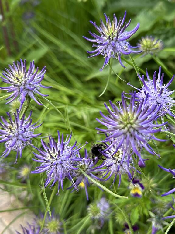 Phyteuma scheuchzeri